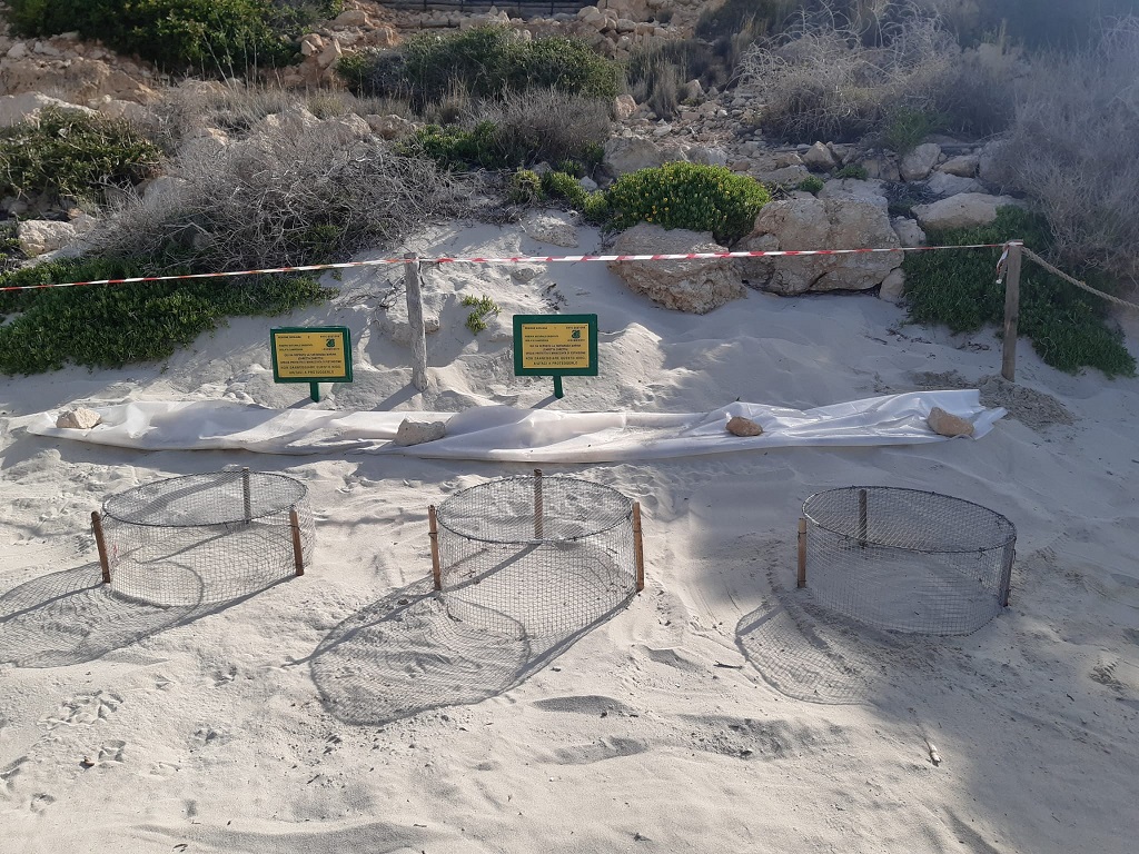 Lampedusa, nuovi nidi di Caretta caretta all'Isola dei Conigli ...